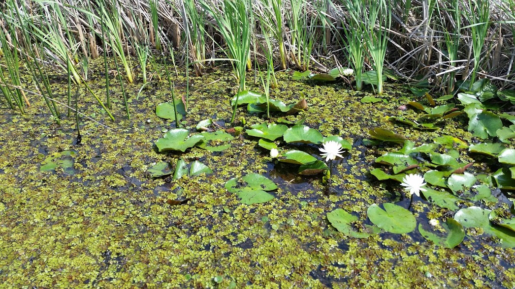 8 Ecological Impactjpg